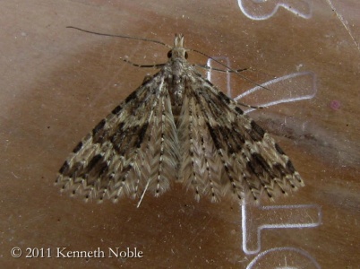 Alucita hexadactyla (20-plume moth) Kenneth Noble